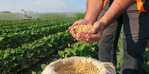 Preço da soja cai no Brasil, acompanhando queda nas cotações internacionais