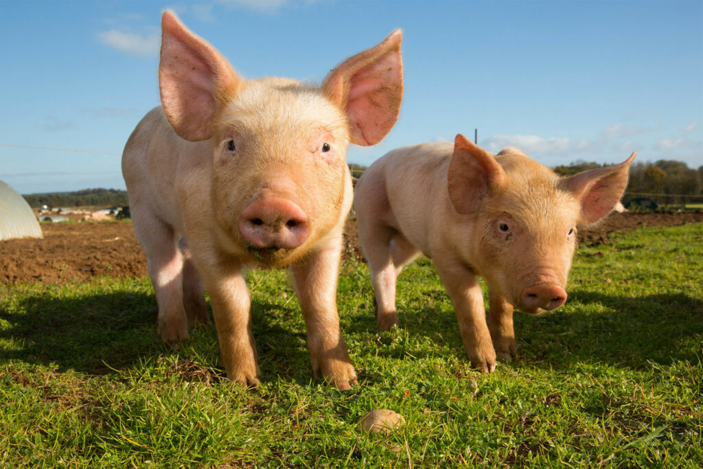 Associação Nacional de Suinocultores (NPA) do Reino Unido pede que não comprometa os padrões de bem-estar animal em futuro acordo comercial entre EUA e Reino Unido