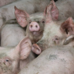 Importações pressionam preços e colocam suinocultura da Romênia em risco
