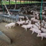 Mercado de suínos mantém preços estáveis em meio a incertezas geopolíticas e baixa liquidez