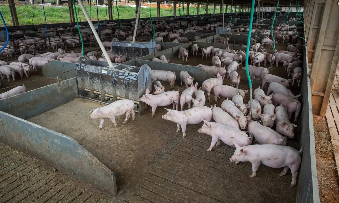 Mercado de suínos mantém preços estáveis em meio a incertezas geopolíticas e baixa liquidez
