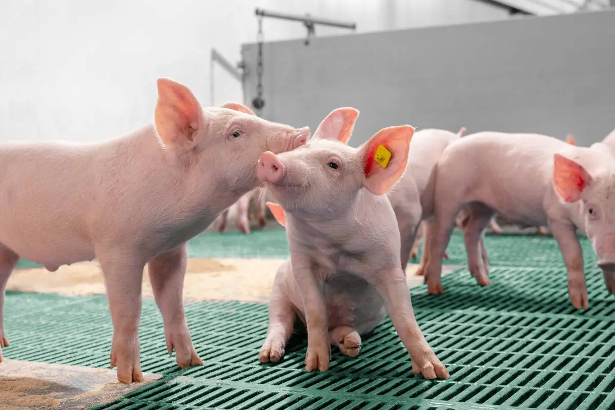 ABCS inicia seminários técnicos para fortalecer a suinocultura brasileira
