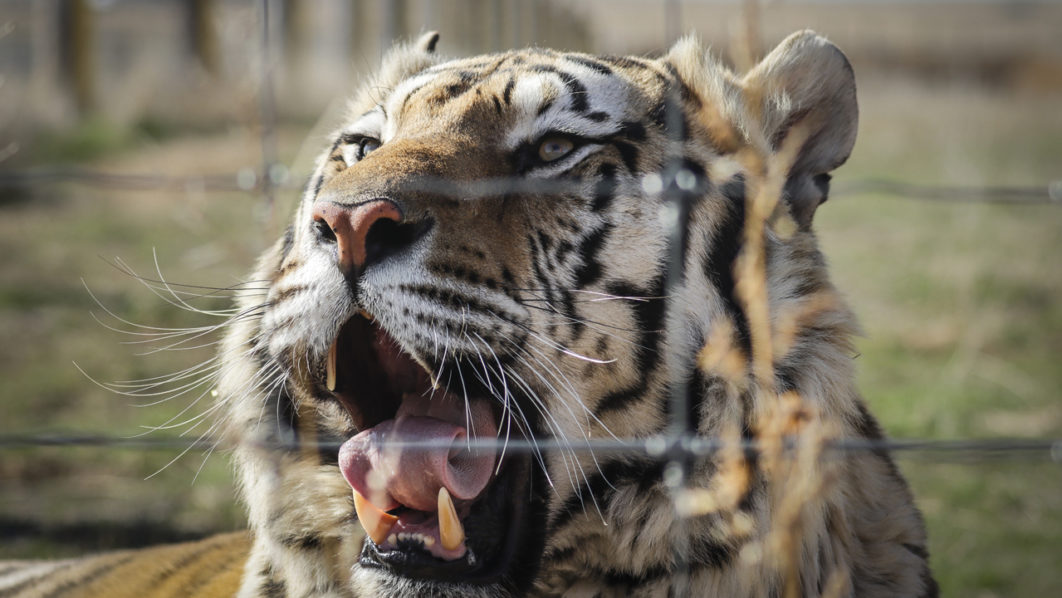47 tigres morrem em zoológico no Vietnã devido à Influenza Aviária