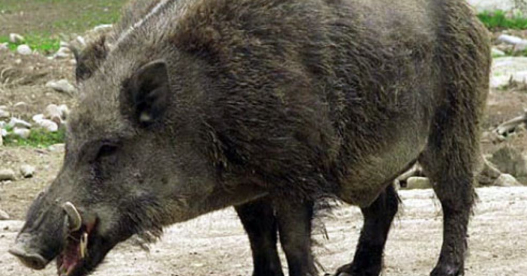 O impacto dos porcos selvagens na América do Norte