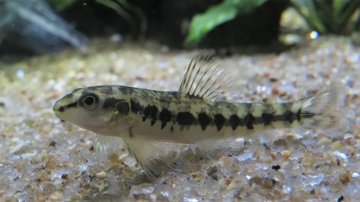 Novas Espécies de Characidium são descobertas no nordeste brasileiro