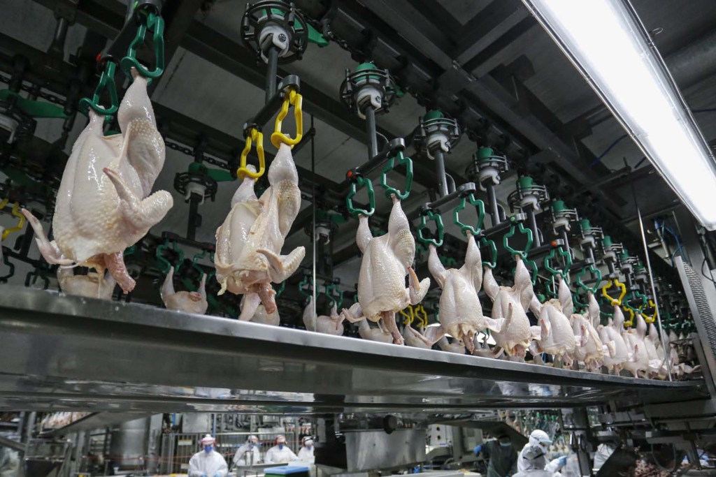 Setor avícola do Egito reage à liberação de importações de carne de frango