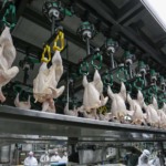 Setor avícola do Egito reage à liberação de importações de carne de frango