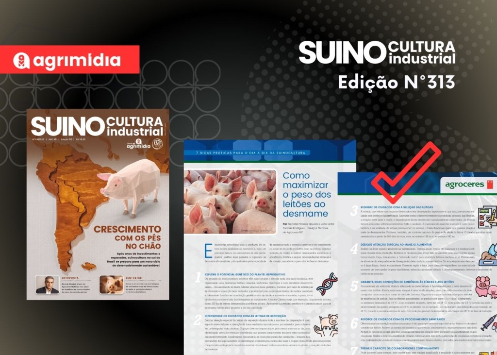 Suinocultura Industrial em Foco:  7 dicas – “Como Maximizar o Peso dos leitões ao Desmame”