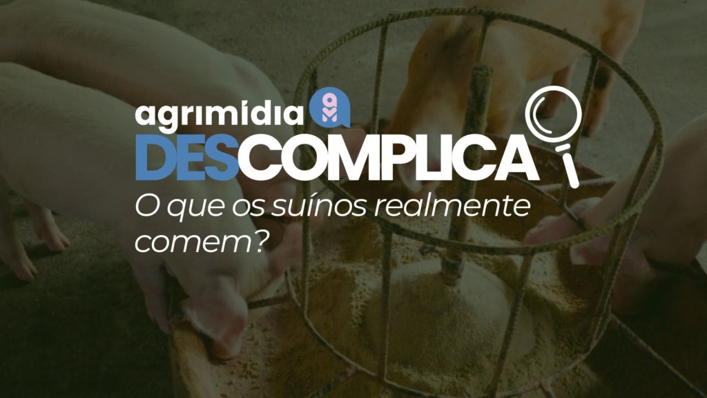 Agrimidia Descomplica: Alimentação Suinícola – O que os suínos realmente comem?