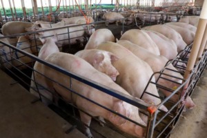 UE: Sistemas de resfriamento tornam-se padrão na suinocultura