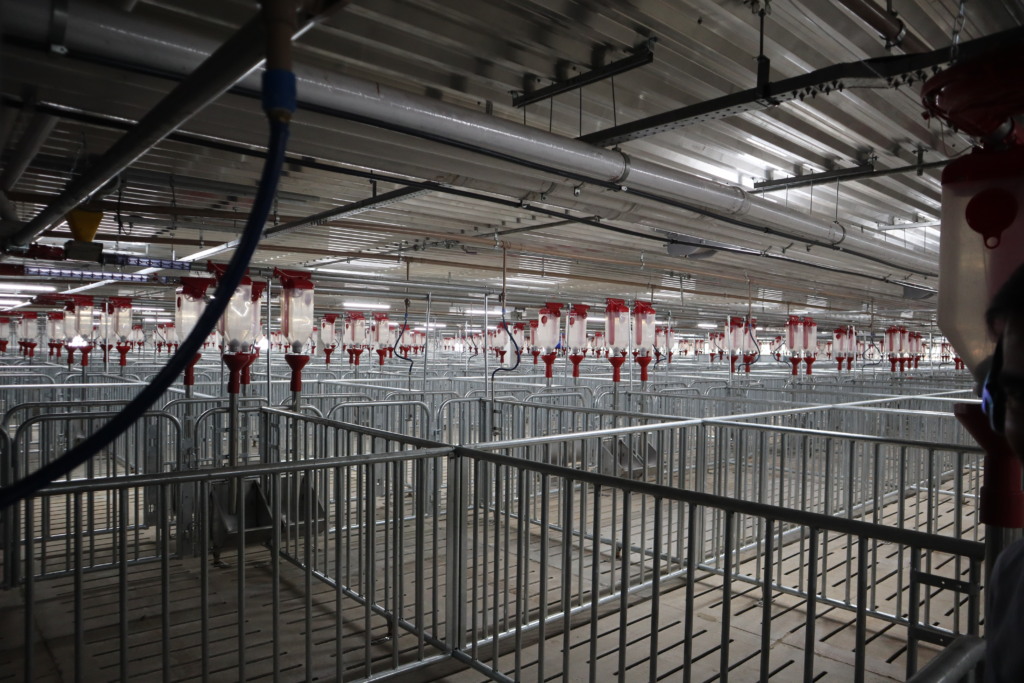 Agroceres PIC amplia produção de genética líquida com nova unidade em Campo Grande (MS)