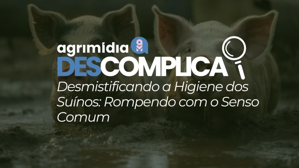 Agrimidia Descomplica: Desmistificando a higiene dos suínos – rompendo com o senso comum