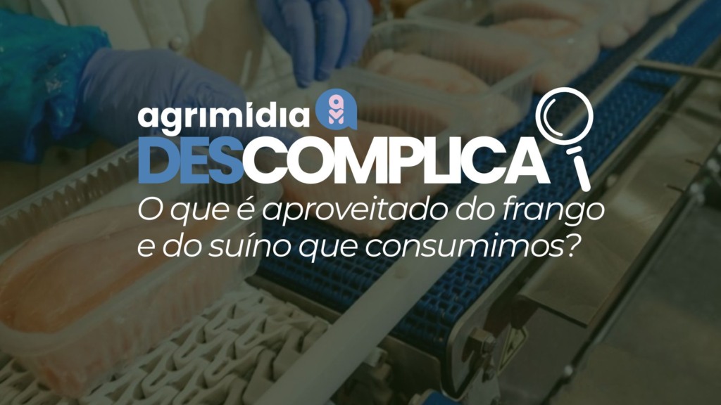 Agrimidia Descomplica: O que é aproveitado do frango e do suíno que consumimos?
