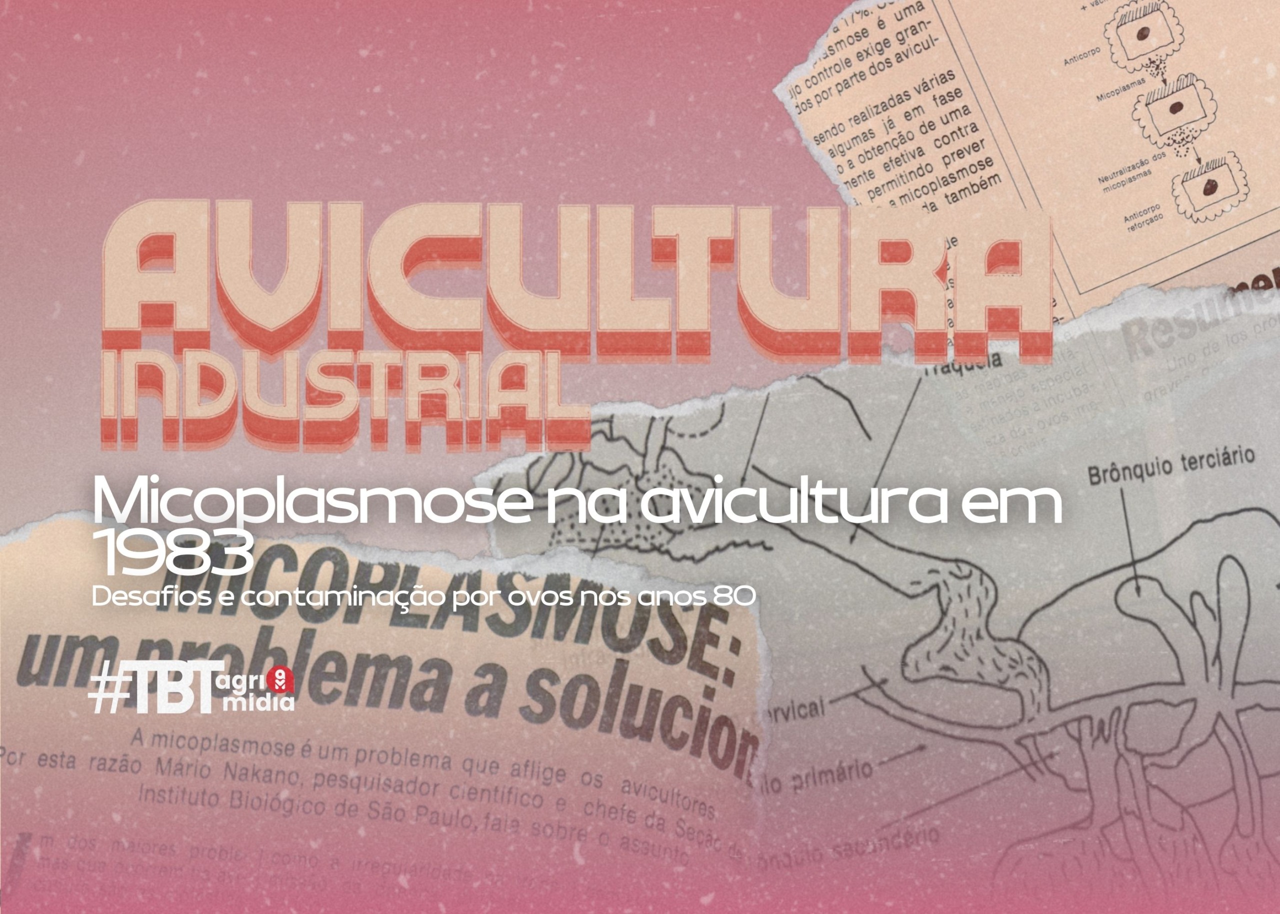 #TBTAgrimidia: Micoplasmose na avicultura – Desafios e contaminação por ovos nos anos 80