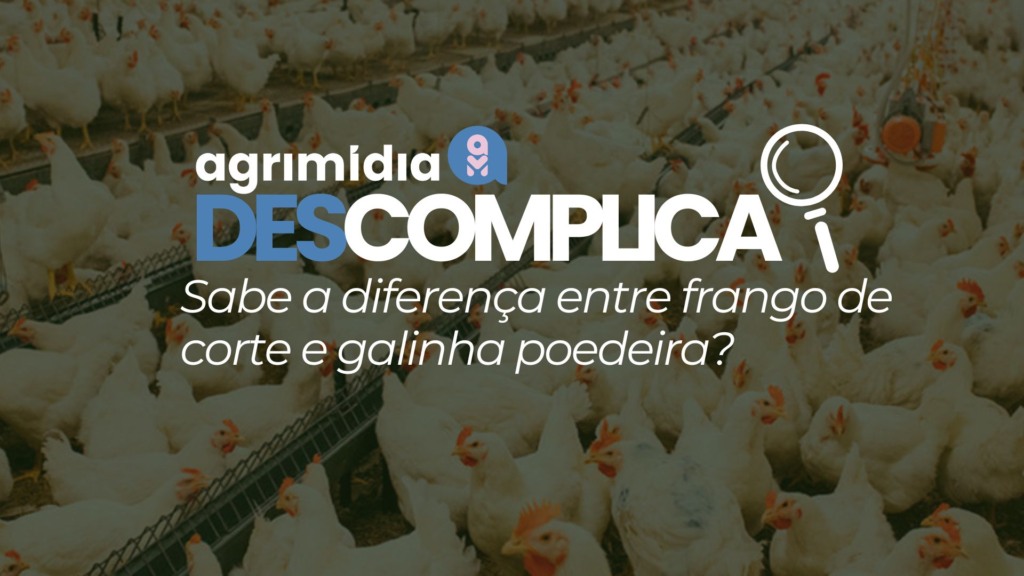 Agrimidia Descomplica: Sabe a diferença entre frango de corte e galinha poedeira?