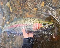 Mestrando do Instituto de Pesca desenvolve estudo inovador sobre crescimento muscular de truta arco-íris