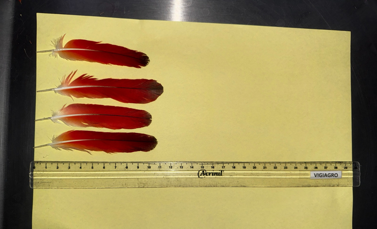 Mapa apreende 300 penas de aves vindas da Nigéria no Aeroporto de Guarulhos, impactando no agronegócio