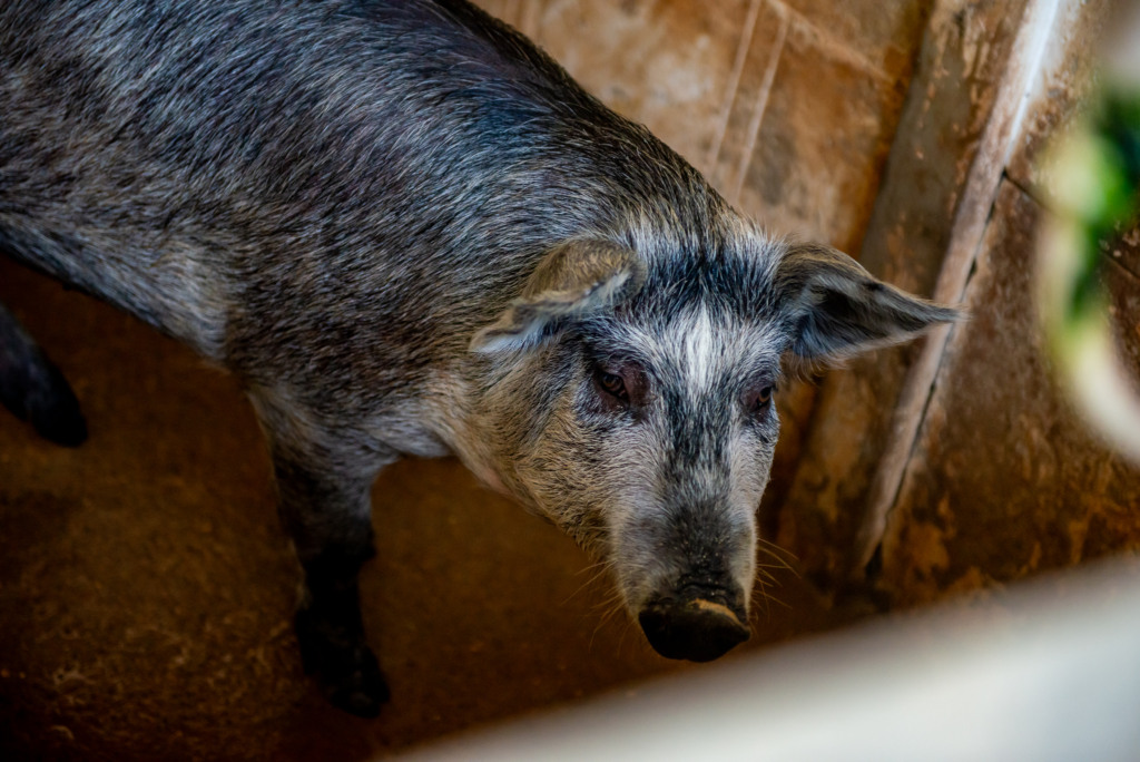 Projeto Porco Moura amplia atuação e agora viabiliza oferta de produtos para o consumidor final
