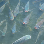 Piscicultura no Tocantins avança com governança integrada, expansão produtiva e novos investimentos estruturantes