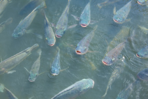 Bactérias causadoras de doença letal em peixes são detectadas no Brasil