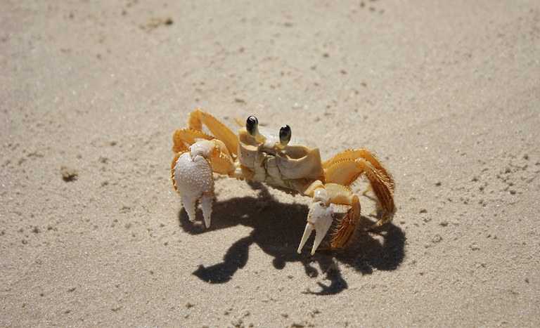Abertura de mercado no Japão, segundo MAPA