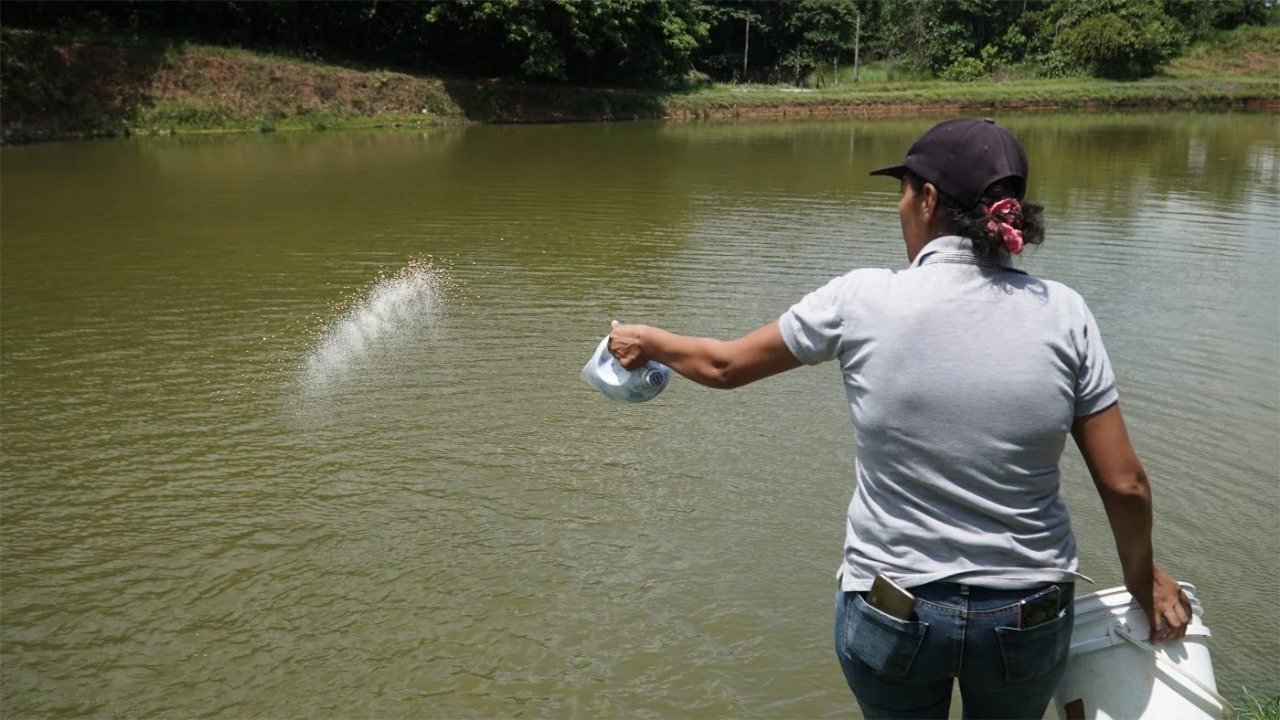 Piscicultura desafia domínio econômico da coca na Amazônia colombiana Piscicultura desafia domínio econômico da coca na Amazônia colombiana