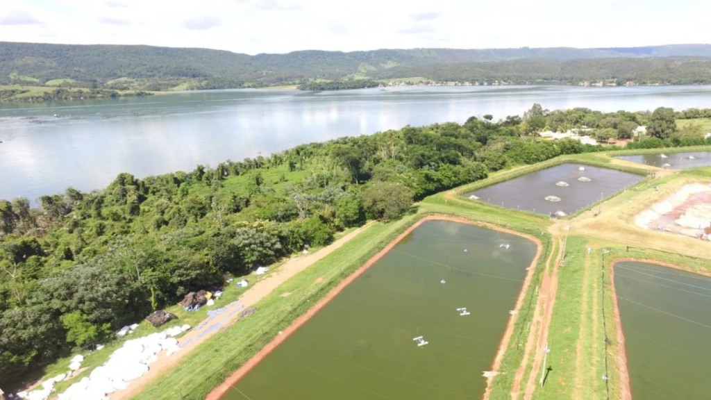 Peixes nativos ganham destaque na aquicultura sustentável do Brasil
