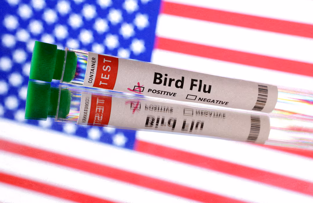 Alerta: nova variante de Gripe Aviária, H5N9, detectada nos EUA