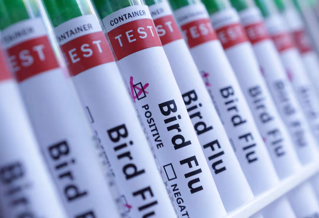 Reino Unido registra caso humano de Gripe Aviária, mas tranquiliza população