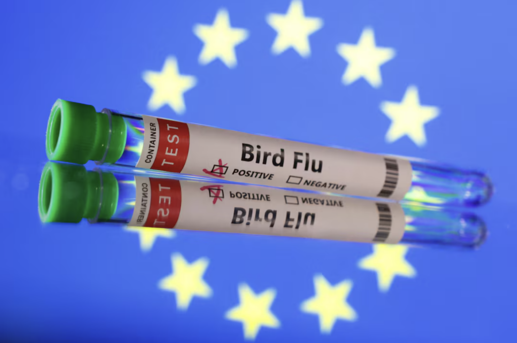 Gripe Aviária: UE monitora variantes com potencial de ameaça humana