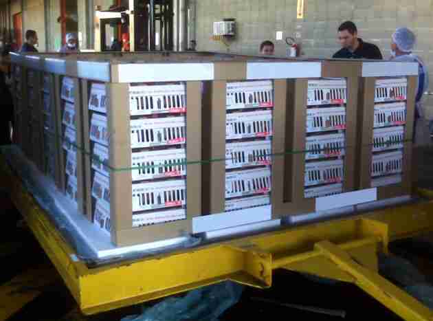 Embarques de genética avícola crescem 2,8% no ano