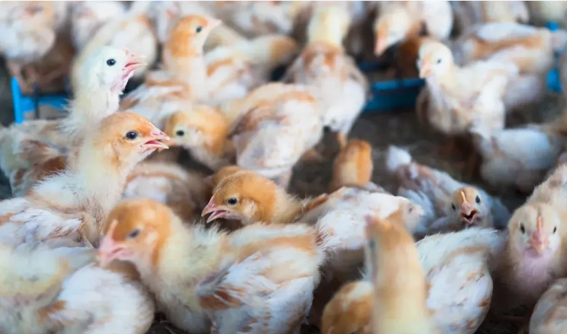 Surto de gripe aviária em Portugal é reportado em fazenda na região de Lisboa