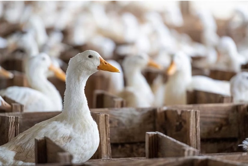 Rebanho de patos vacinados na França é atingido pela gripe aviária