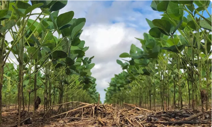 Plantio de soja na Argentina alcança 92,7% e o de milho, 87,4%, diz bolsa