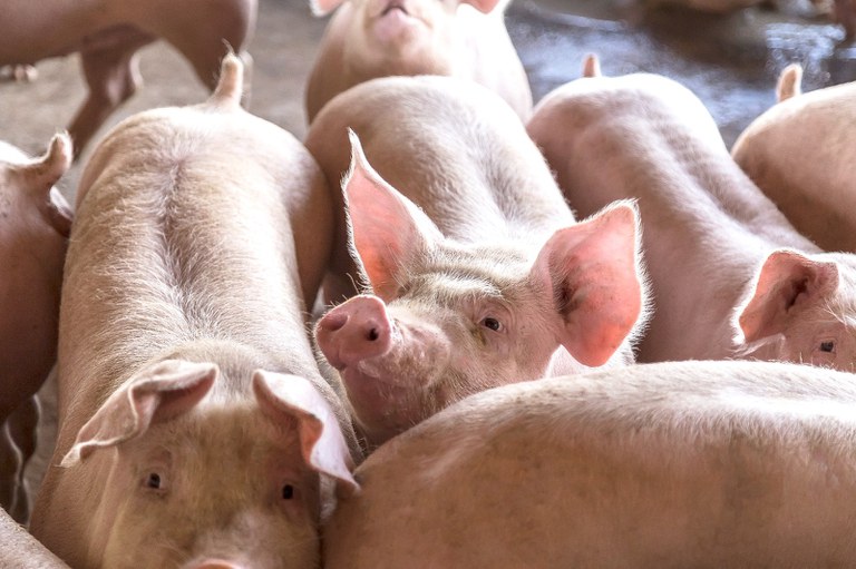 Brasil realiza primeira exportação aérea de suínos reprodutores de alta genética para a Colômbia