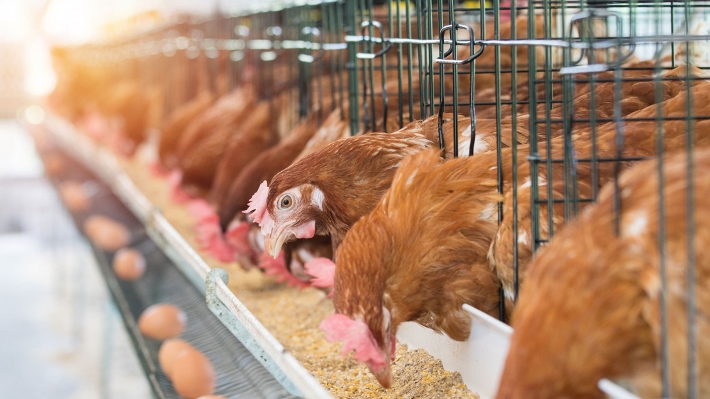 APHIS anuncia atualizações no programa de indenização por gripe aviária altamente patogênica em granjas avícolas