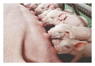 Saúde intestinal e conversão alimentar: pontos-chave para o sucesso da produção de suínos