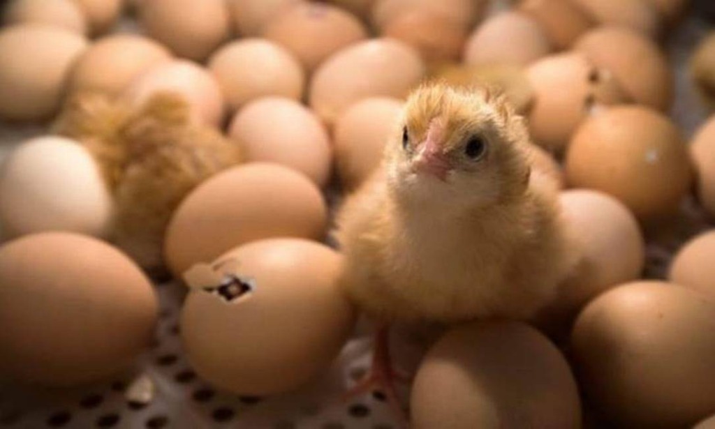 Perdue Farms inova com a incubação na fazenda NestBorn