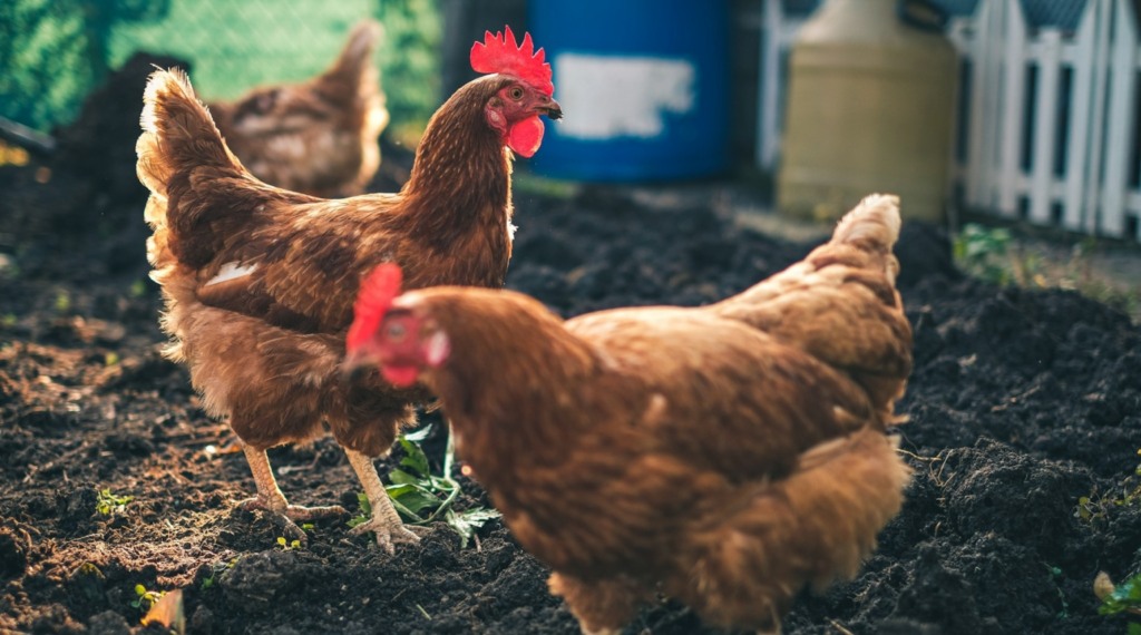 Gripe Aviária: segundo caso confirmado em granja comercial na Geórgia (EUA)