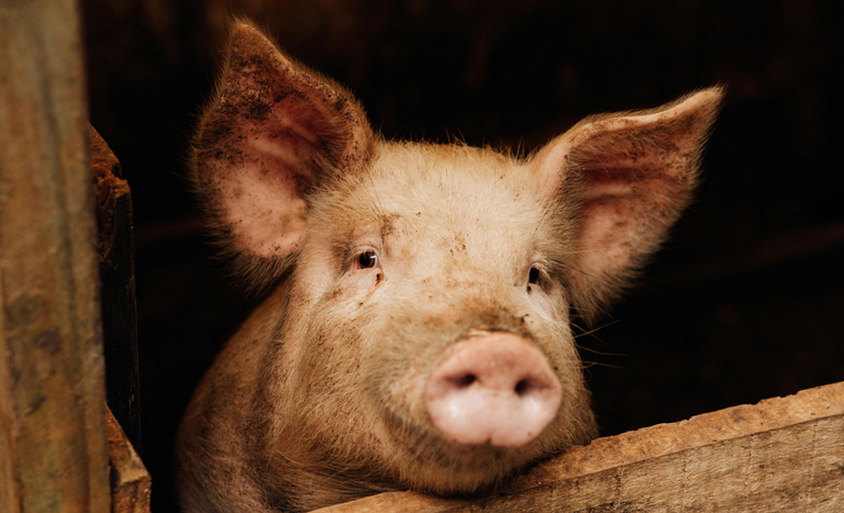 Acordo de cooperação impulsiona produção sustentável de suínos no Brasil