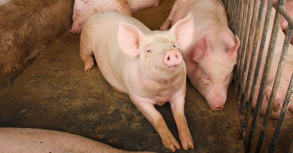 Festival na Espanha celebra a importância dos suínos na sobrevivência das famílias antigas