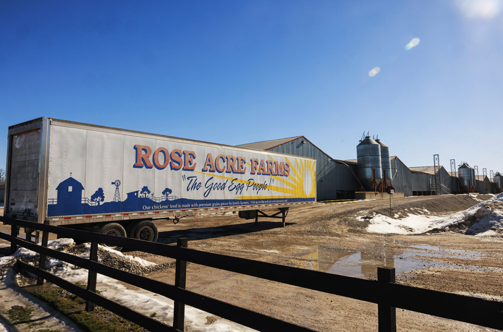 EUA aprovam vacina para Influenza Aviária em aves