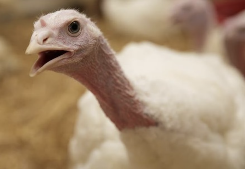 Novo foco de Influenza Aviária preocupa autoridades na Califórnia (EUA)