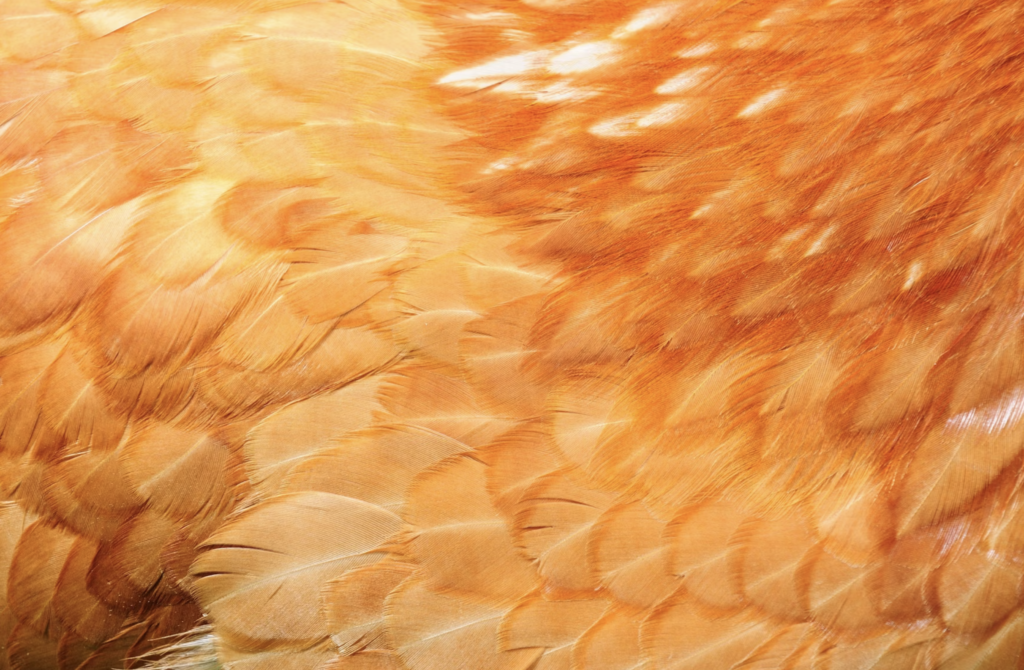 Alerta na avicultura: penas de aves podem ser fonte de contaminação pela Influenza Aviária