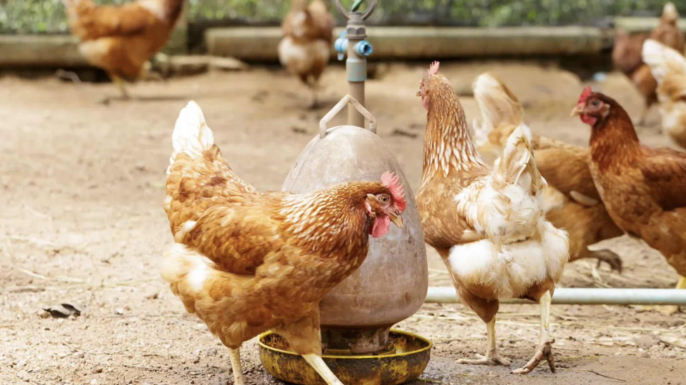 Influenza Aviária detectada em aves de quintal na província de Chaco na Argentina Influenza Aviária detectada em aves de quintal na província de Chaco na Argentina