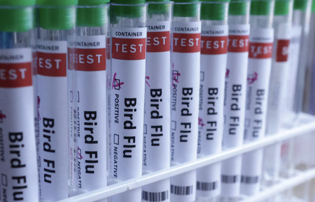 Alerta nos EUA: carne crua para pets causa Influenza Aviária em gatos, levando ao sacrifício