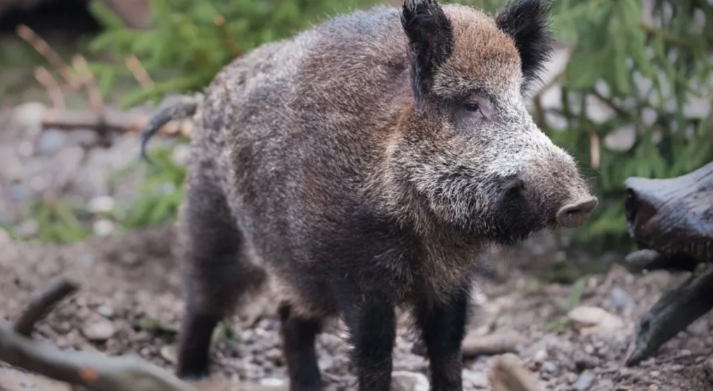 ‘Liberação ilegal’ de porcos selvagens gera receio de PSA na Escócia