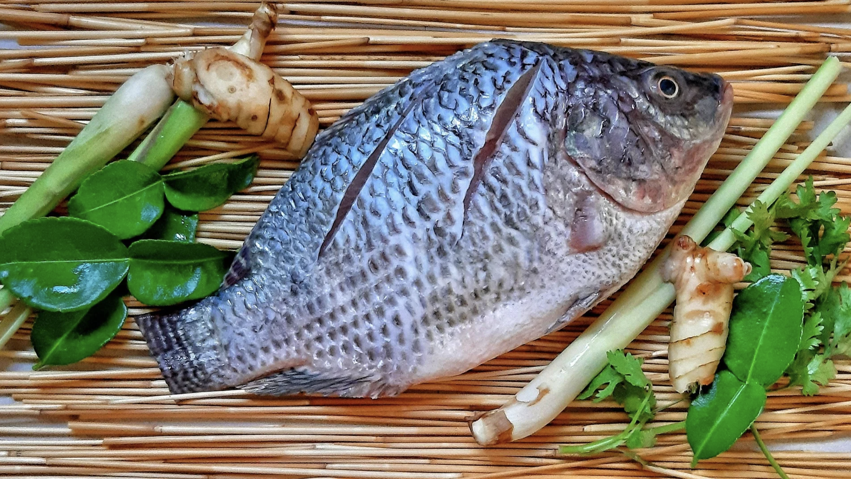 Tilápia lidera a preferência dos paulistas no consumo de pescado, aponta pesquisa