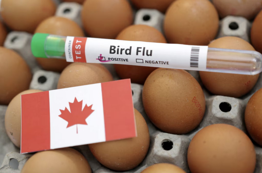 Após casos em mamíferos, Influenza Aviária atinge aves no Canadá