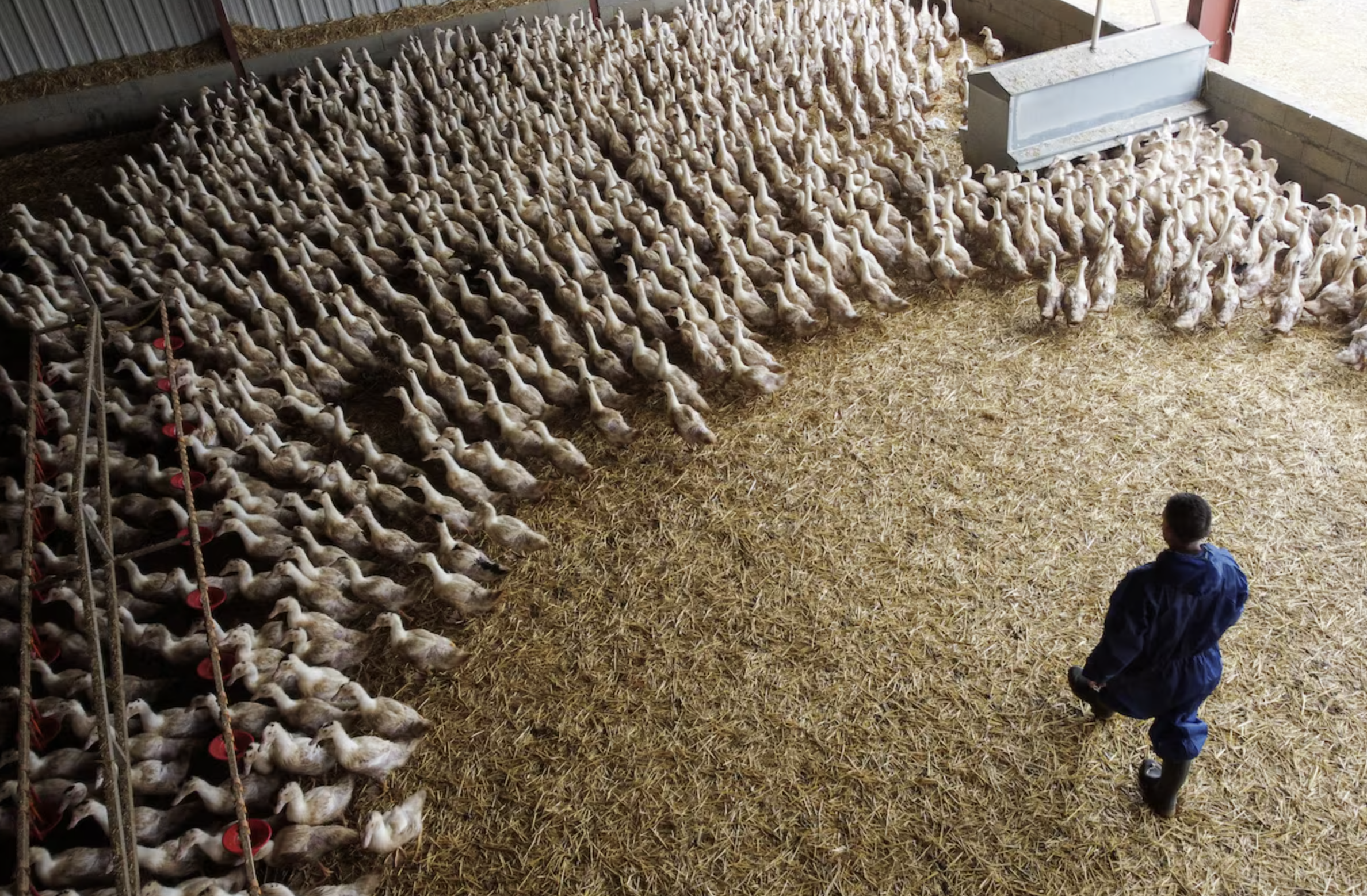Vacinação contra Influenza Aviária impulsiona recuperação da produção avícola na França Vacinação contra Influenza Aviária impulsiona recuperação da produção avícola na França